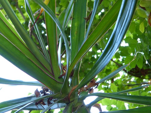 mosaic collection image