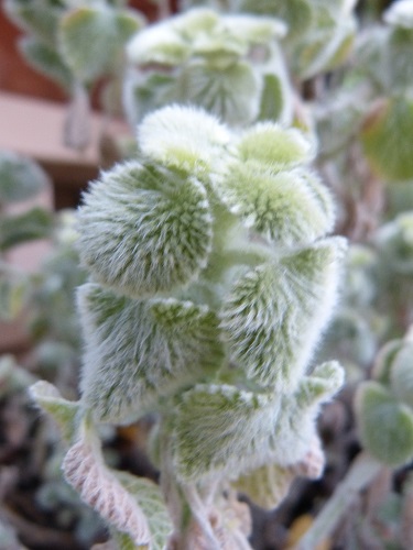 mosaic collection image