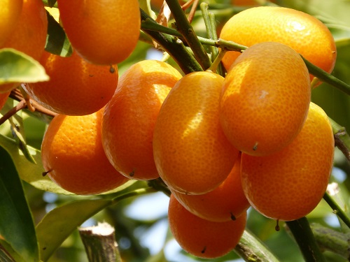 mosaic collection image