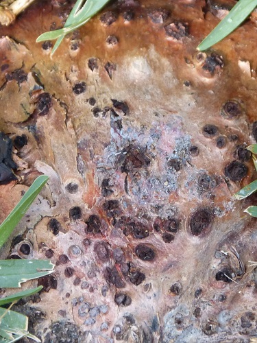 mosaic collection image