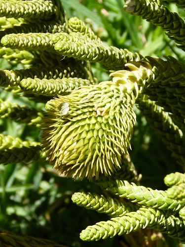 mosaic collection image