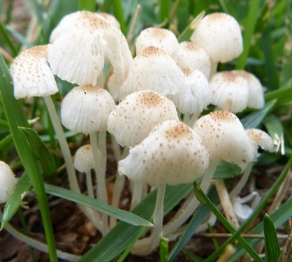 mosaic collection image