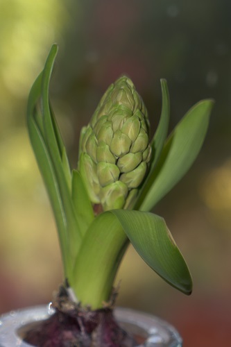 mosaic collection image