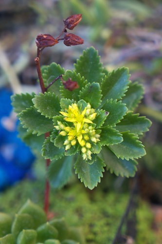 mosaic collection image