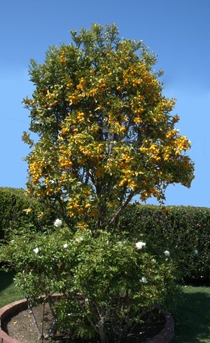 mosaic collection image