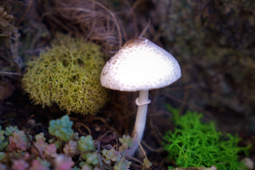 mosaic collection image