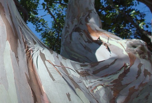 mosaic collection image