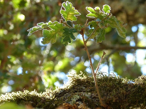 mosaic collection image