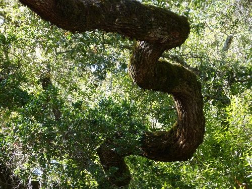 mosaic collection image