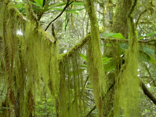 mosaic collection image