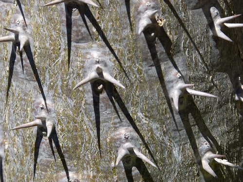 mosaic collection image