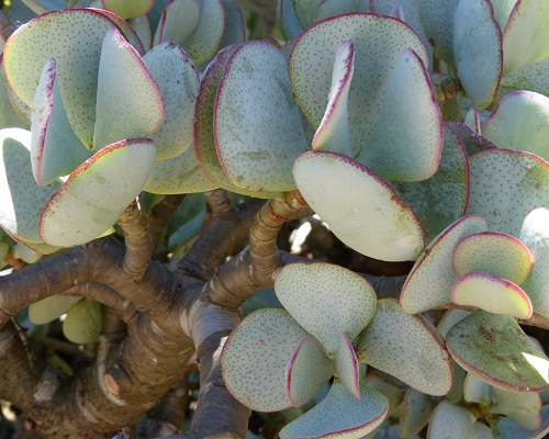 mosaic collection image