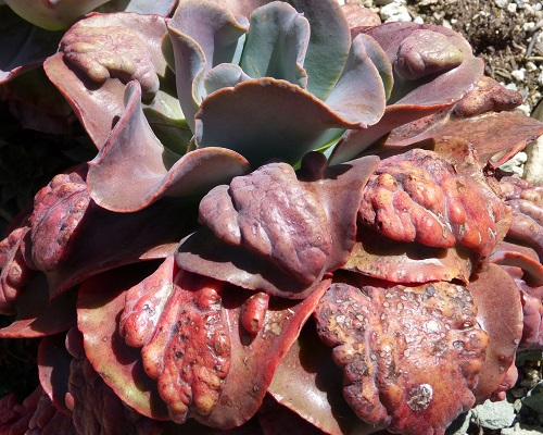 mosaic collection image