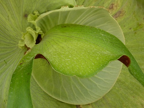 mosaic collection image