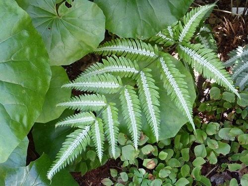 mosaic collection image