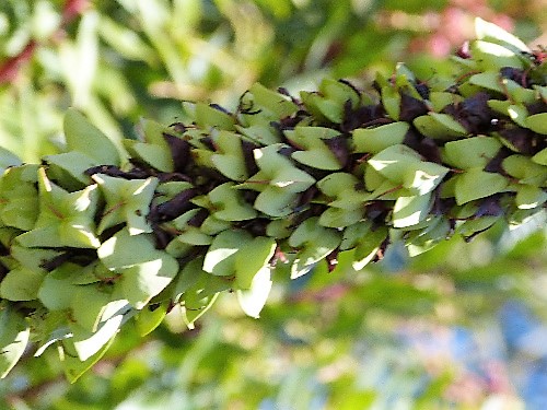 mosaic collection image