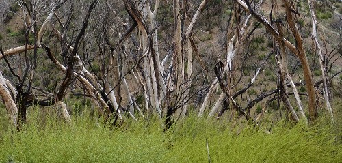 mosaic collection image