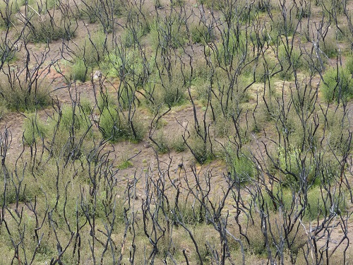 mosaic collection image