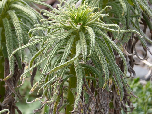 mosaic collection image