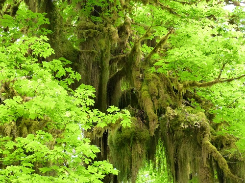 mosaic collection image