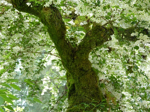 mosaic collection image