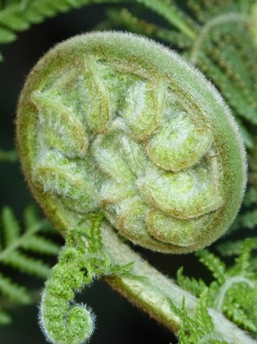 mosaic collection image