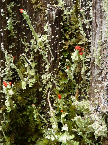 mosaic collection image