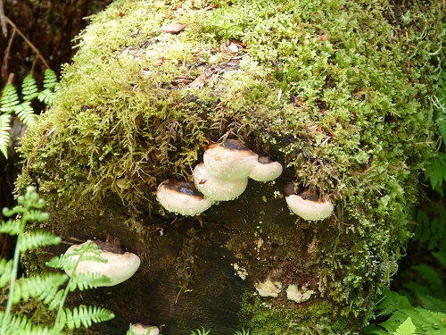 mosaic collection image