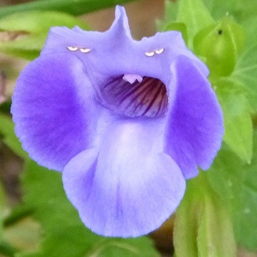 mosaic collection image