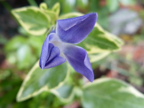 mosaic collection image