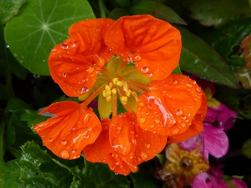 mosaic collection image