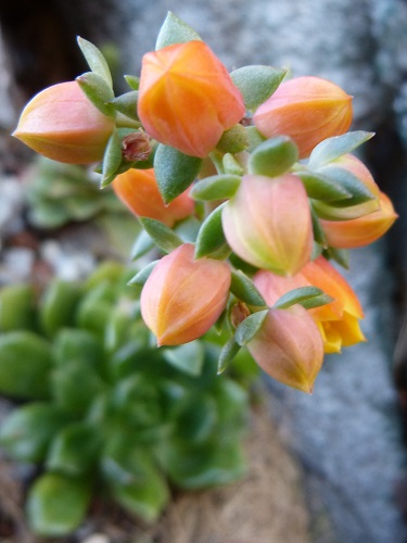 mosaic collection image