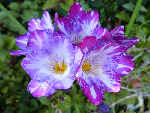 mosaic collection image