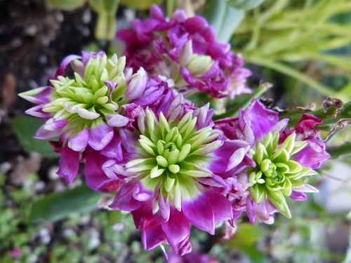 mosaic collection image