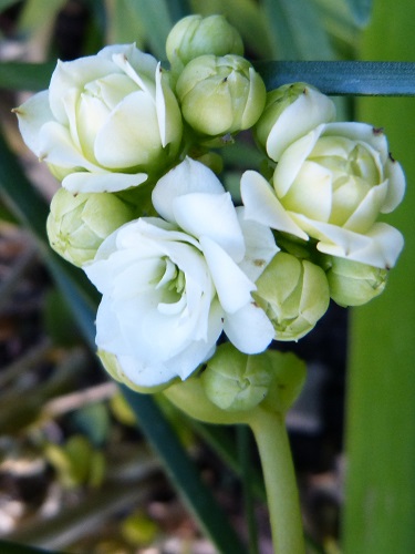 mosaic collection image