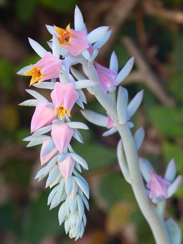 mosaic collection image