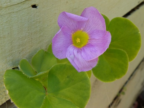 mosaic collection image