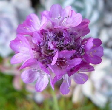 mosaic collection image