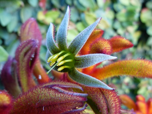 mosaic collection image