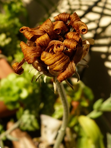 mosaic collection image