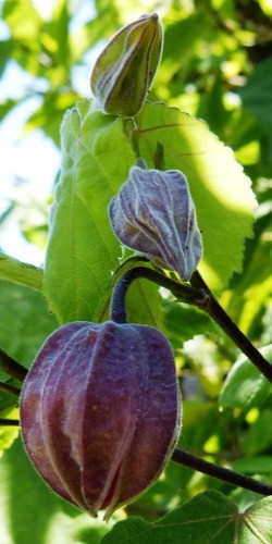 mosaic collection image