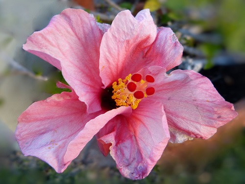 mosaic collection image