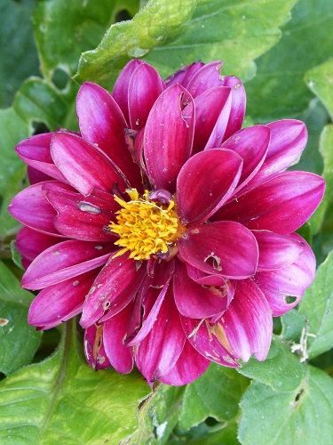 mosaic collection image