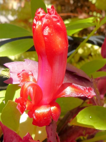 mosaic collection image