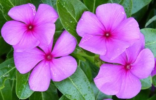 mosaic collection image