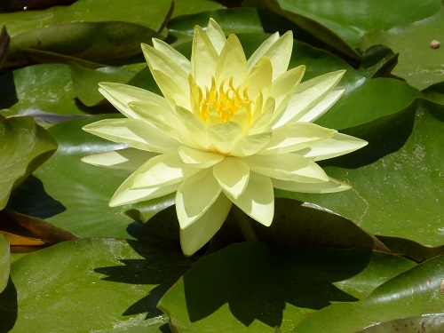 mosaic collection image