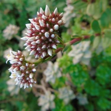 mosaic collection image