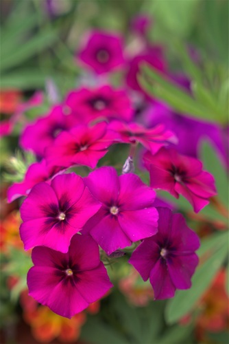 mosaic collection image