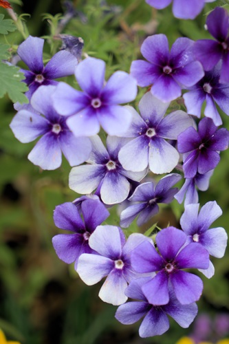 mosaic collection image