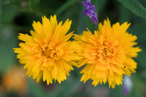 mosaic collection image